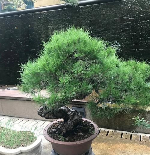 青松——品格高尚的象征（传承中华文化的精神象征）