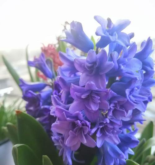 风信子花语与象征意义解读（探索风信子的情感表达和文化内涵）