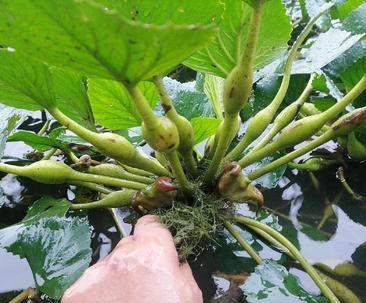 菱角的营养价值和食用方法详解（可口美味的菱角）