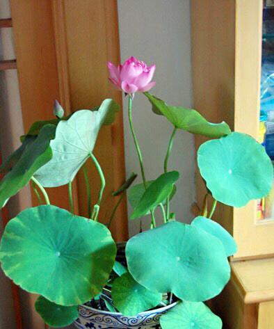 碗莲花语之美——寓意与象征（揭示碗莲的秘密花语）