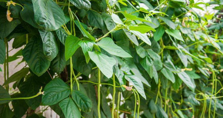 豆角成熟期和收获时间（掌握豆角成熟期）
