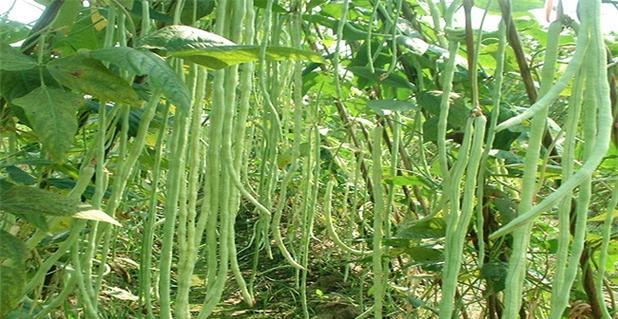 豆角成熟期和收获时间（掌握豆角成熟期）