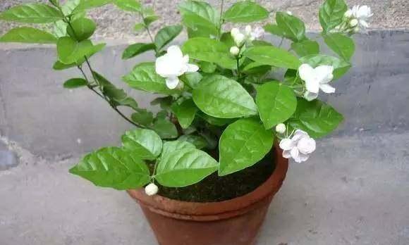 豆渣水的花草浇灌方法（家庭废弃物料变废为宝）