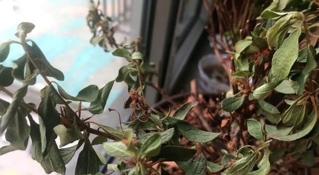 如何应对杜鹃花枯枝现象（教你轻松识别）