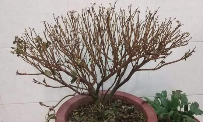 如何应对杜鹃花枯枝现象（教你轻松识别）