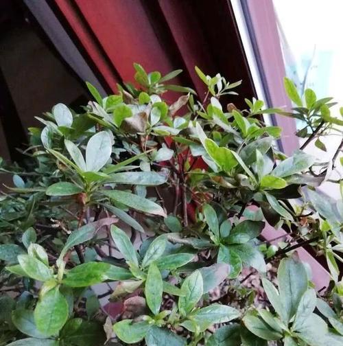 如何应对杜鹃花枯枝现象（教你轻松识别）