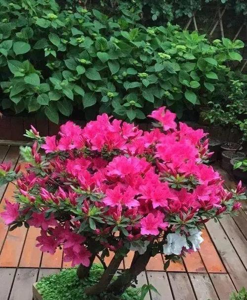 杜鹃花的寿命能有多长（探究杜鹃花的生命力与养护方法）