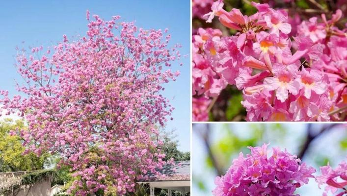 紫花风铃木的花语及其寓意（深入解读紫花风铃木的美丽花语）