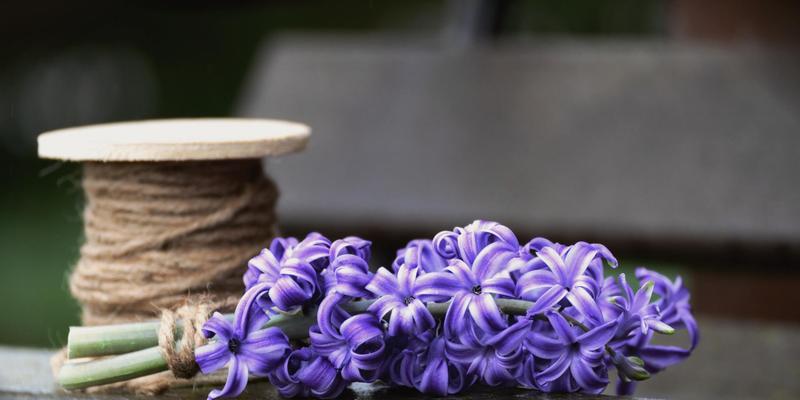 紫色风信子的花语和传说（探寻紫色风信子花的秘密与传奇）