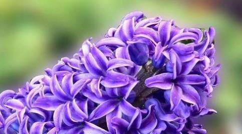 紫色风信子的花语和传说（探寻紫色风信子花的秘密与传奇）