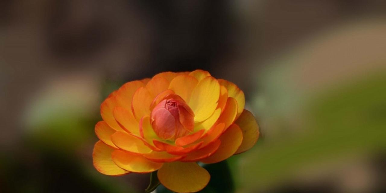 探秘嘴唇花花语之意义与传承（嘴唇花花语）