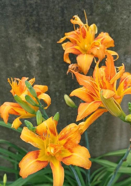 探秘嘴唇花花语之意义与传承（嘴唇花花语）