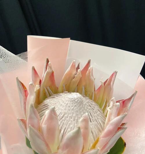 帝王花（探寻帝王花的花语与象征意义）
