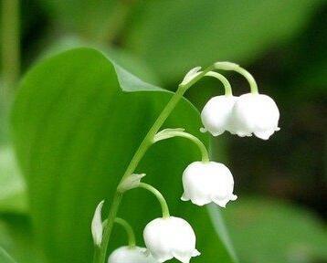 铃兰花花期持续多久？如何延长花期？