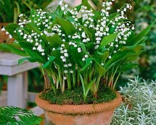 铃兰花通常生长在哪里？如何在家中种植铃兰花？