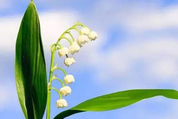 铃兰花有几种颜色？不同颜色的铃兰花代表什么含义？