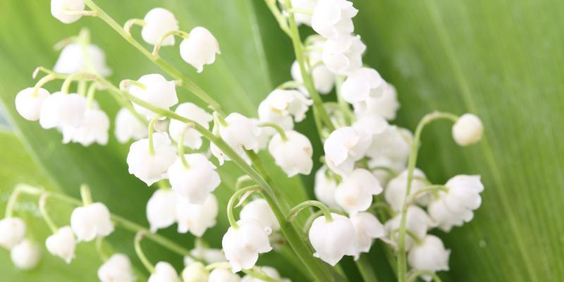 铃兰花有几种颜色？不同颜色的铃兰花代表什么含义？