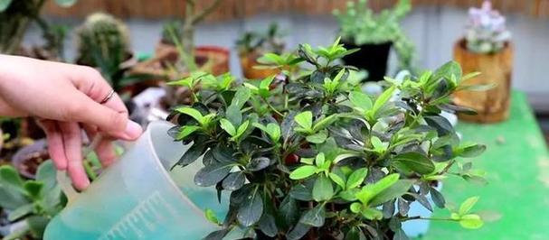 硫酸亚铁片用于浇花的效果如何？使用方法是什么？
