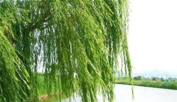 柳树的生长周期是多长时间？如何正确养护柳树？