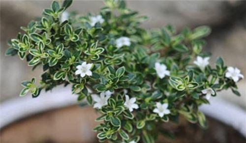 六月雪的花语是什么？它有哪些寓意？