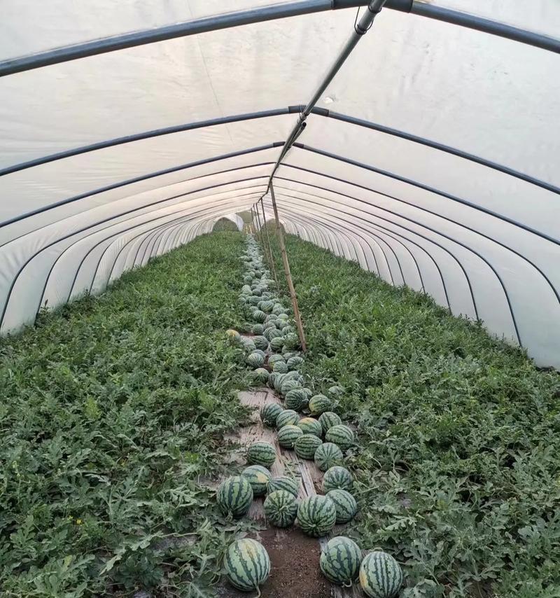 北方种植西瓜盆栽需要什么地形条件？如何选择合适的地点？