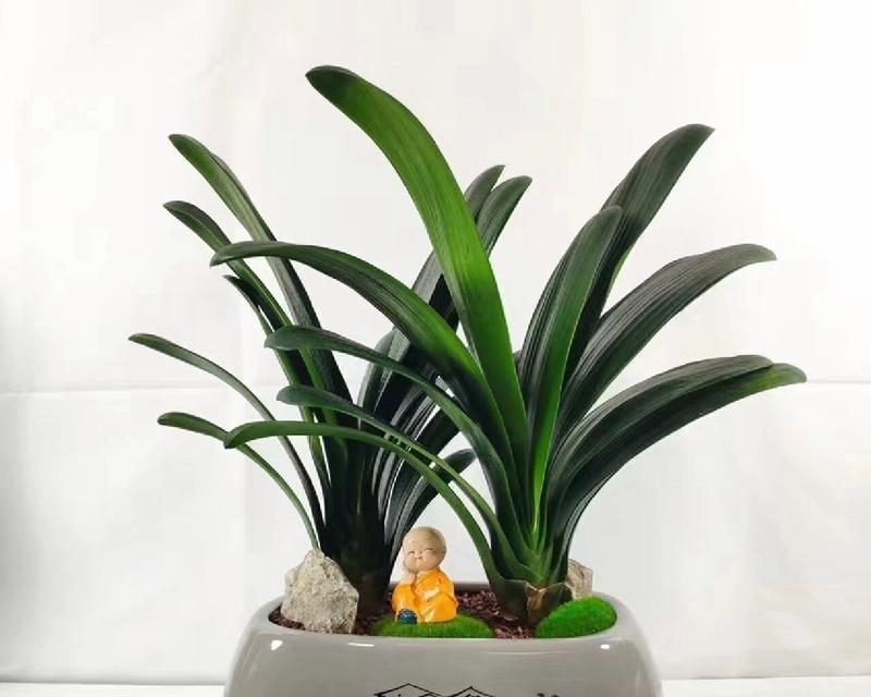 君子兰不同品种的生长特性有何区别？