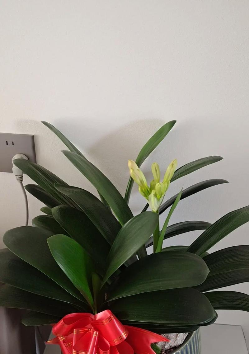 君子兰快开花的迹象有哪些？