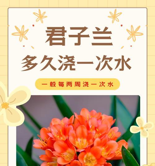 君子兰水面养殖的可能性和方法是什么？