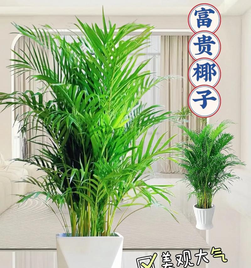 散尾竹与君子兰的养护方法是什么？