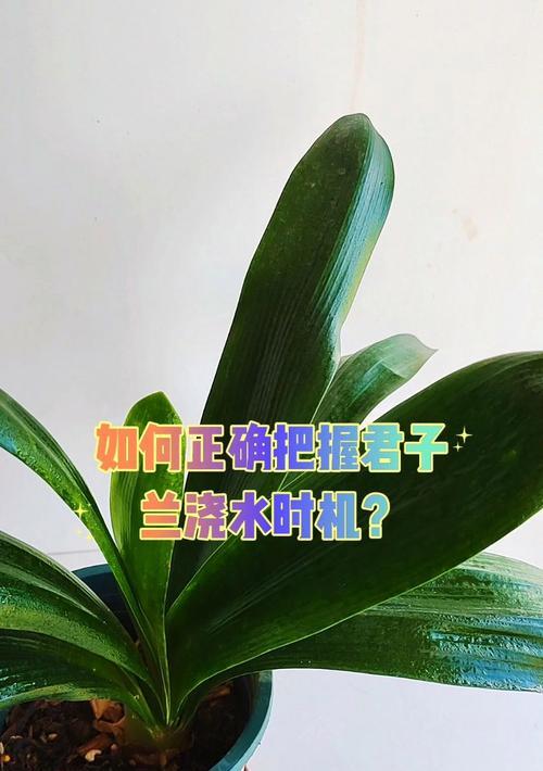 君子兰使用普通土壤和施肥方法是什么？