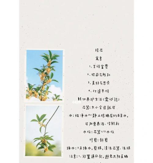 桂花的花语有哪些？