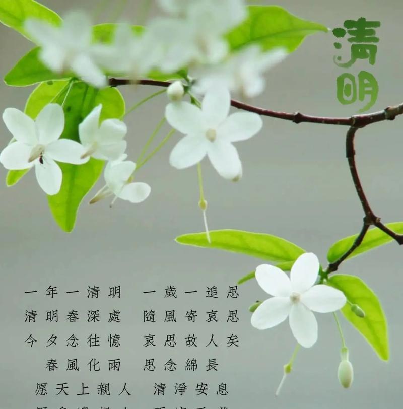 没有遗憾的花语具体是什么？