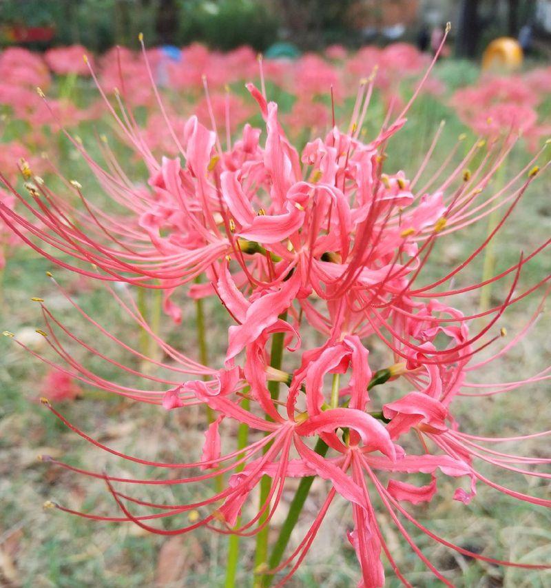 没有遗憾的花语具体是什么？