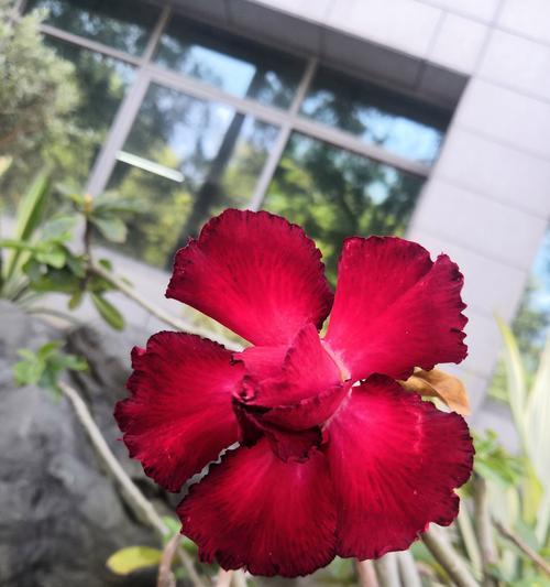 沙漠玫瑰不惊艳的花语有何深意？沙漠玫瑰代表什么？