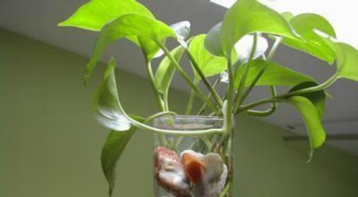 尿液可以浇绿萝吗？这样做对植物有什么影响？