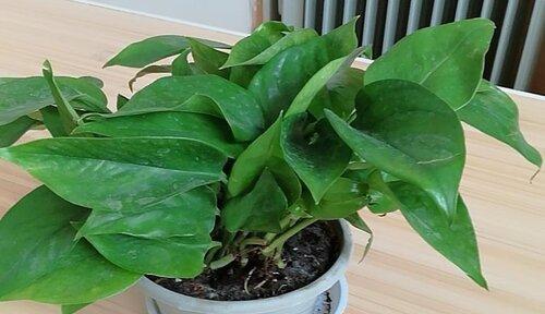 尿液可以浇绿萝吗？这样做对植物有什么影响？