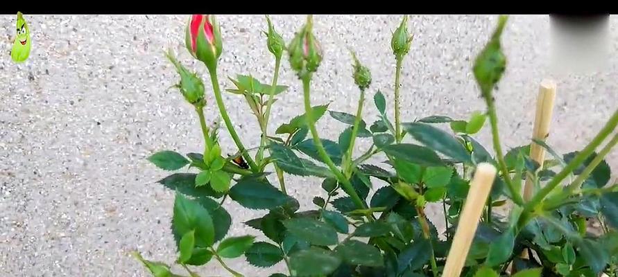 尿液浇月季花有好处吗？使用时需要注意什么？