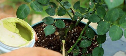 尿液浇月季花有好处吗？使用时需要注意什么？