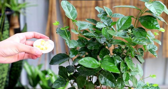 尿液能用作肥料吗？如何正确使用尿液作为植物肥料？