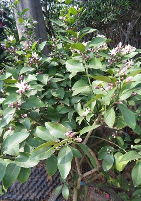 柠檬花有毒吗？能在家里安全种植吗？