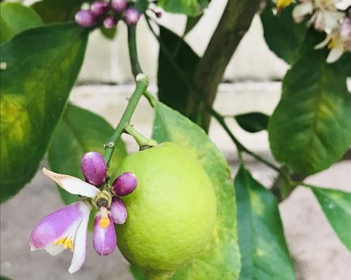 柠檬花有毒吗？能在家里安全种植吗？