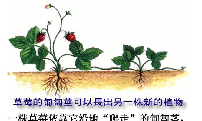 柠檬换土的最佳时间和步骤是什么？