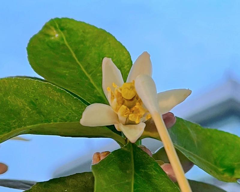 柠檬什么时候开花结果？如何促进开花结果？
