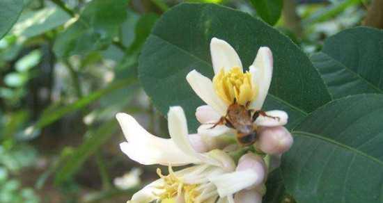 柠檬什么时候开花结果？如何促进开花结果？