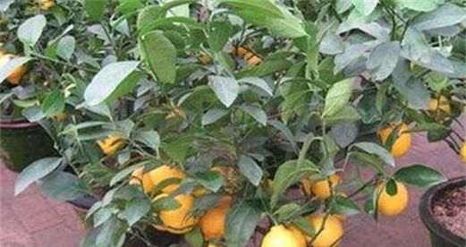 柠檬施什么肥最好？如何根据季节调整施肥方案？