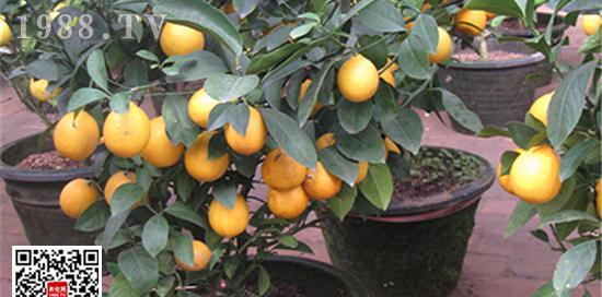 柠檬施什么肥最好？如何根据季节调整施肥方案？