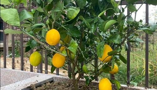 柠檬什么时候成熟？成熟时间是几月份？