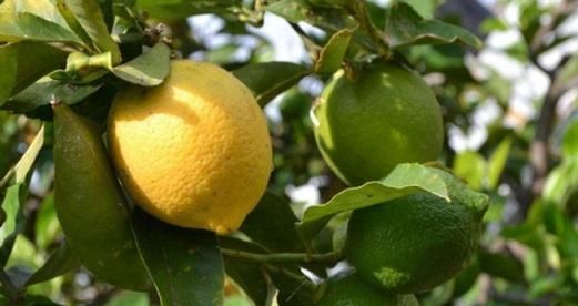 柠檬什么时候种植最合适？春季还是秋季？
