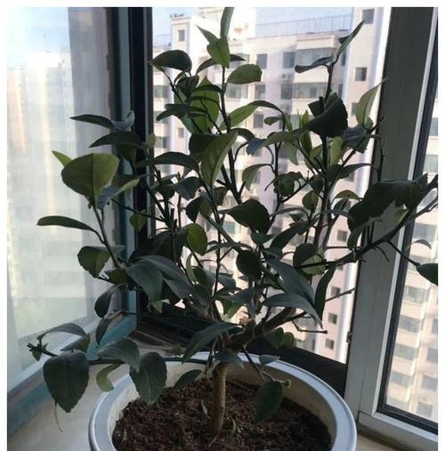 柠檬换盆的最佳时机是什么时候？换盆土需要注意什么？
