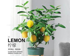 柠檬的形状是什么？常见问题解答